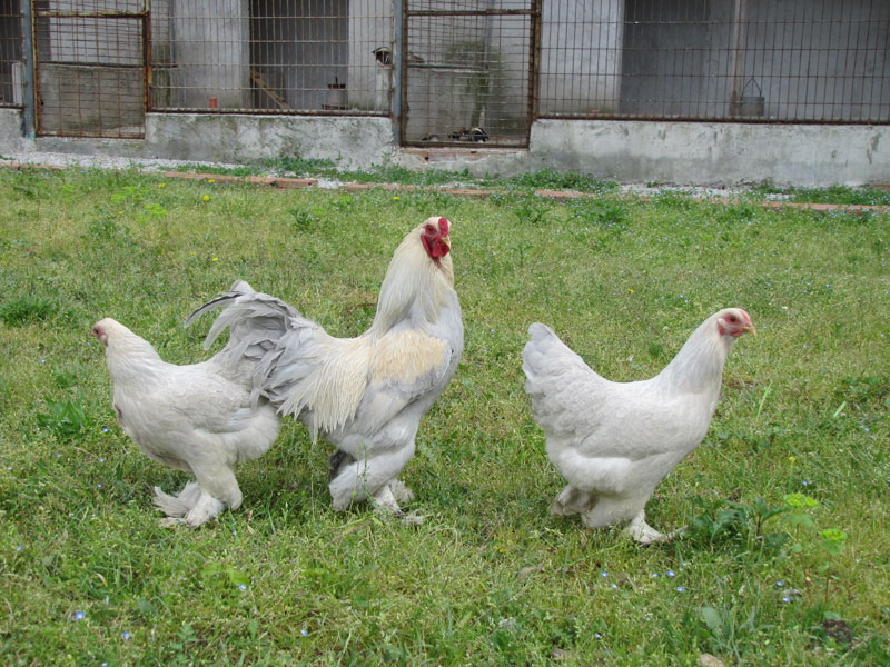 Brahma Bantam