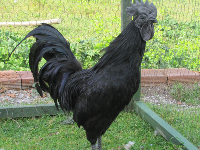 Ayyam Cemani